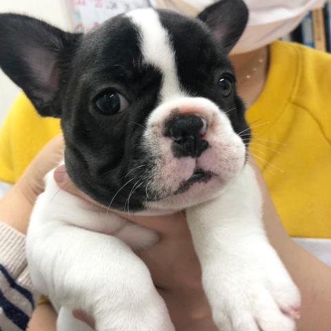フレンチブルドッグ