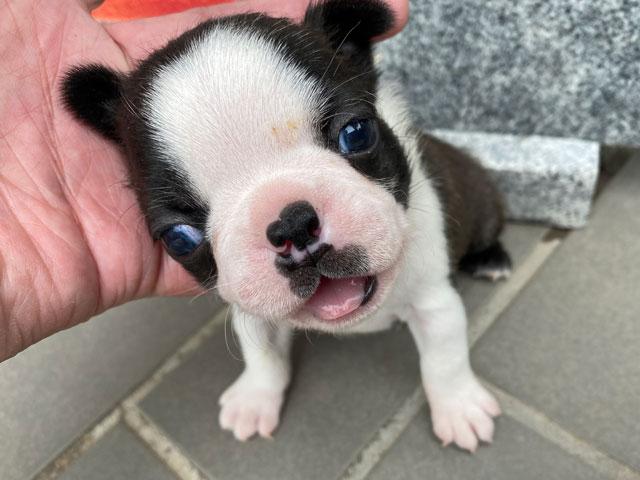 ボストンテリア