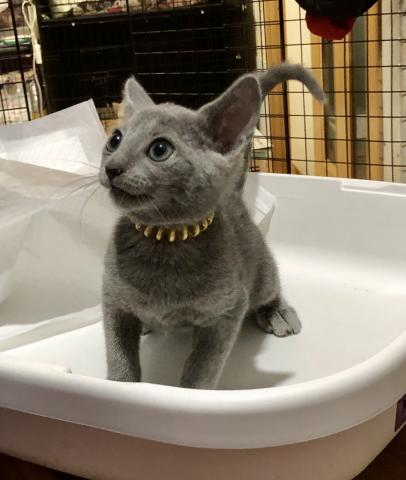 ロシアンブルー