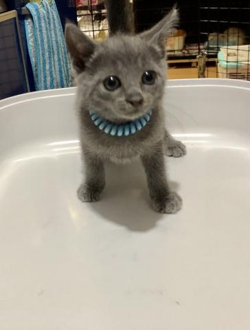 ロシアンブルー