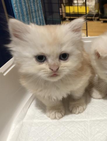 ミヌエット（旧ナポレオン）