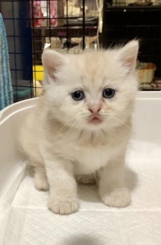 ミヌエット（旧ナポレオン）