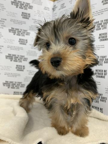 ヨークシャーテリア