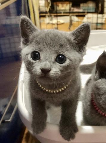 ロシアンブルー