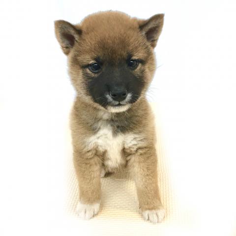 柴犬