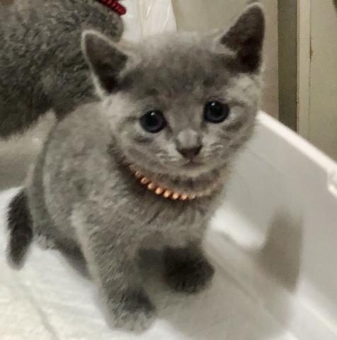 ロシアンブルー