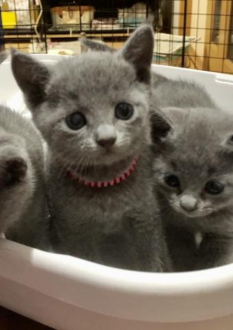 ロシアンブルー