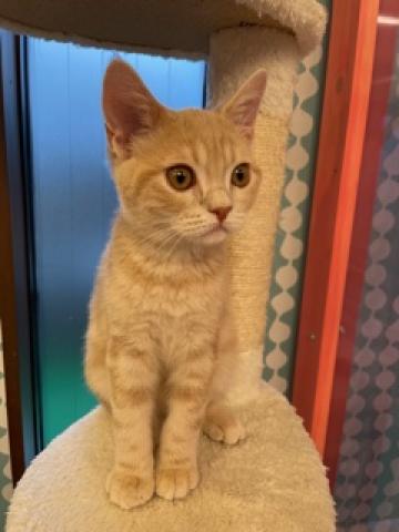 アメリカンショートヘアー