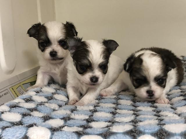 チワワ(ロングコート)