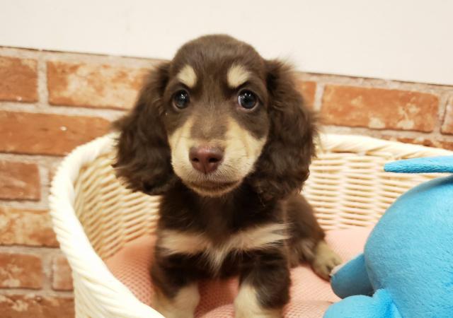 ペットショップ K Bland 橿原香久山店 公式 奈良県 子犬や子猫たちのペット販売情報が満載 ペットステーション ペットショップ K Bland 橿原香久山店 公式 奈良県 子犬や子猫たちのペット販売情報が満載 ペットステーション