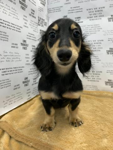 ミニチュアダックスフンド