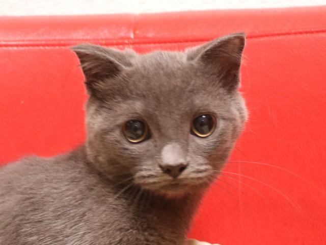 スコティッシュフォールド