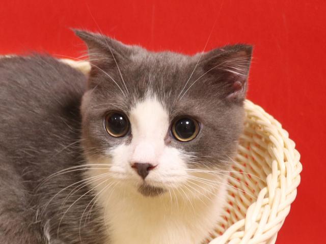 スコティッシュフォールド