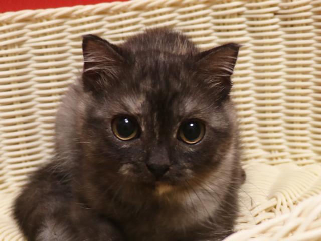 スコティッシュフォールド