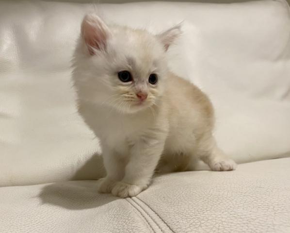 ミヌエット（旧ナポレオン）