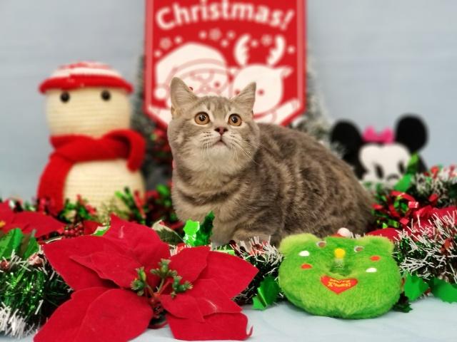 スコティッシュフォールド