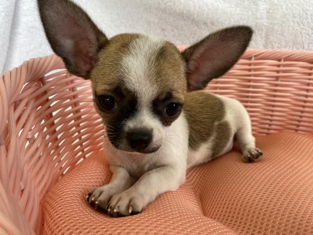 チワワ（スムースコート）