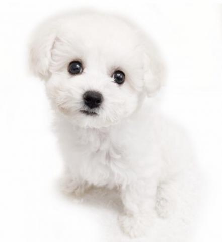 ビションフリーゼ