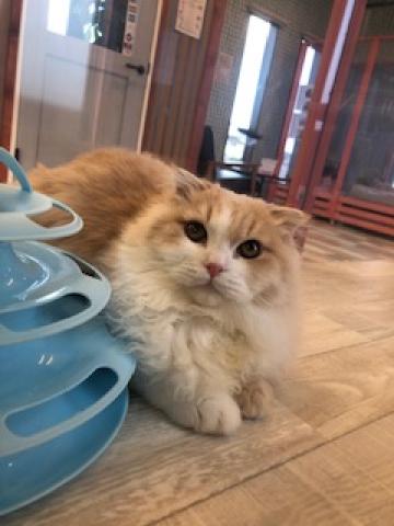 スコティッシュフォールド