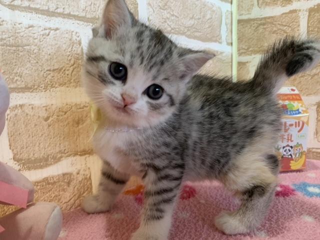 マンチカン長足