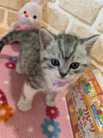 マンチカン長足