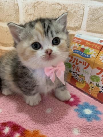 マンチカン短足