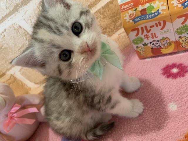 マンチカン長足