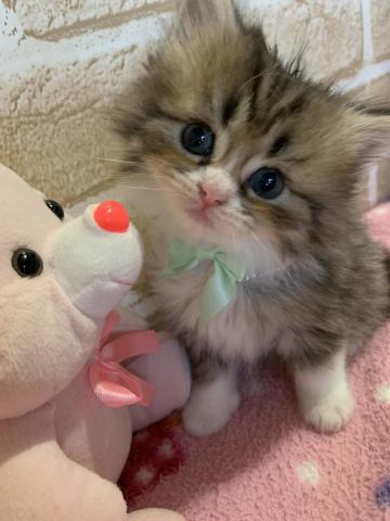 サイベリアン猫アレルギーのある方にもオススメです(ง ˙˘˙ )ว✩.*˚