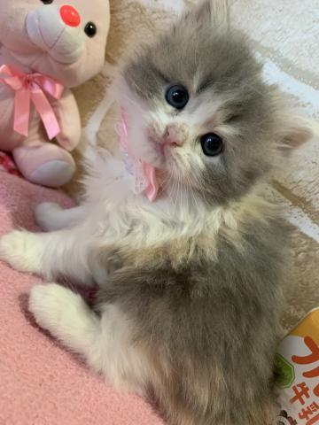 サイベリアン猫アレルギーのある方にもオススメです٩̋(ˊ•͈ω•͈ˋ)و