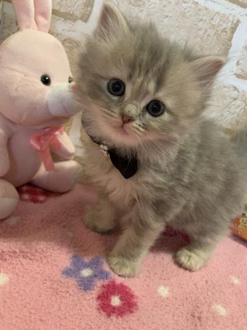 サイベリアン猫アレルギーのある方にもオススメですฅ^•ω•^ฅ