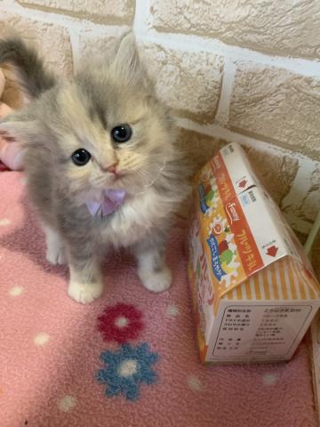 サイベリアン猫アレルギーのある方にもオススメです⁝(ᵒ̴̶̷᷄⌑ ᵒ̴̶̷᷅    )⁝