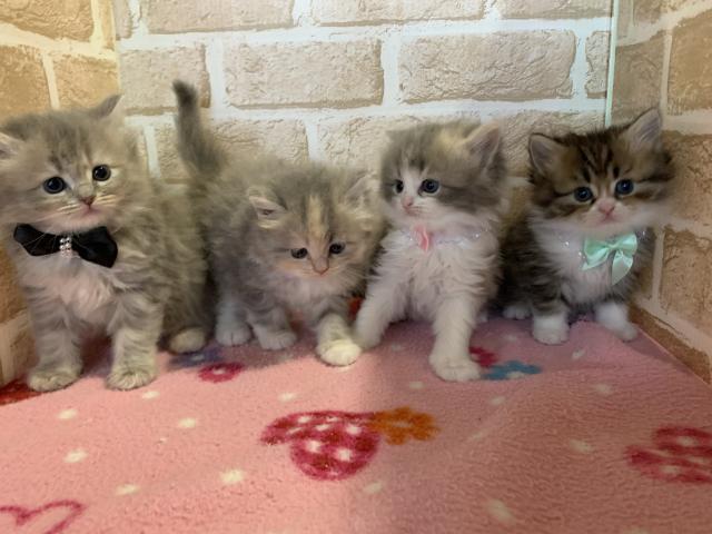 サイベリアン猫アレルギーのある方にもオススメです٩(ˊᗜˋ*)و