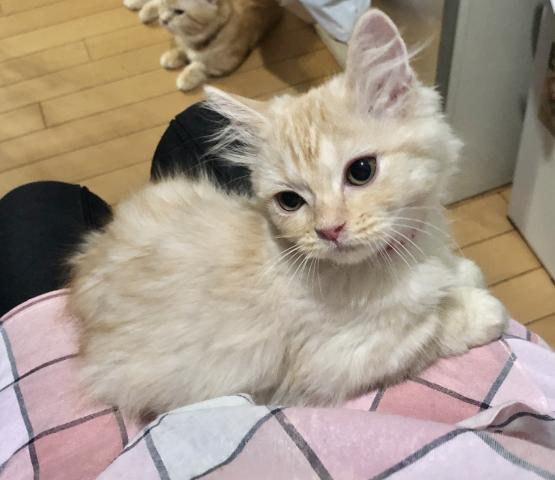 ミヌエット（旧ナポレオン）