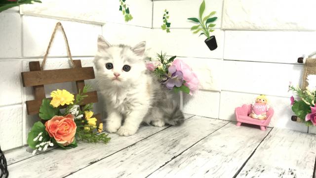 ミヌエット（旧ナポレオン）