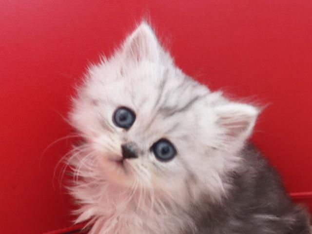 ミヌエット（旧ナポレオン）