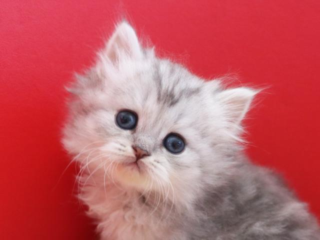 ミヌエット（旧ナポレオン）