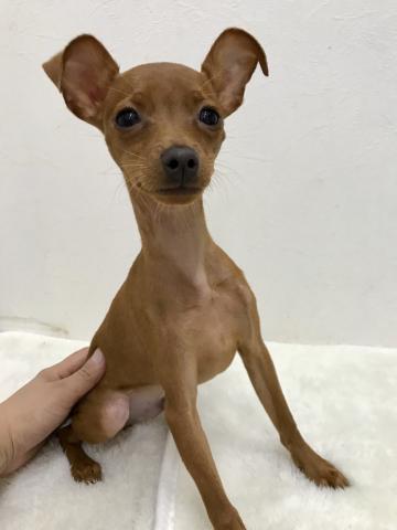 ミニチュアピンシャー - 子犬や子猫たちのペット販売情報が満載 出産祝いなども豊富 Jc33様専用(ミニチュアピンシャーのネクタイピン) その他