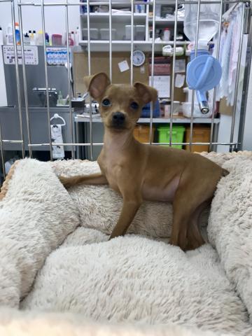 ミニチュアピンシャー - 子犬や子猫たちのペット販売情報が満載 出産祝いなども豊富 Jc33様専用(ミニチュアピンシャーのネクタイピン) その他