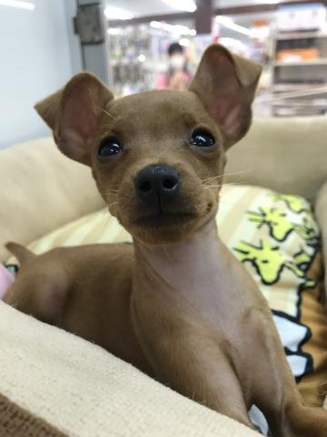 ミニチュアピンシャー - 子犬や子猫たちのペット販売情報が満載 出産祝いなども豊富 Jc33様専用(ミニチュアピンシャーのネクタイピン) その他