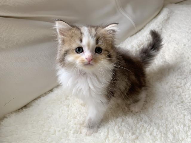 ミヌエット（旧ナポレオン）