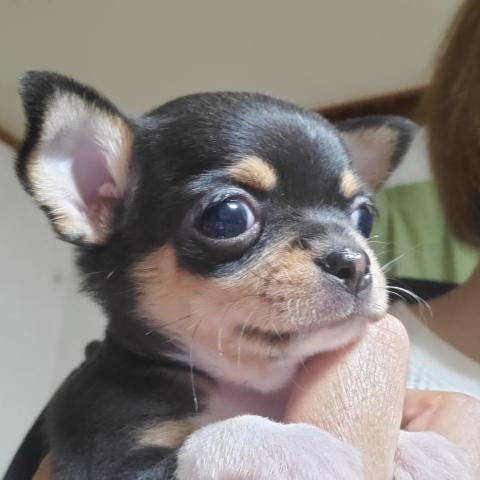 チワワ（スムースコート）