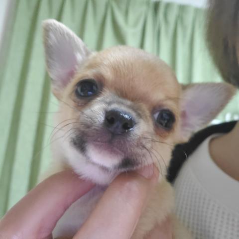 チワワ（スムースコート）