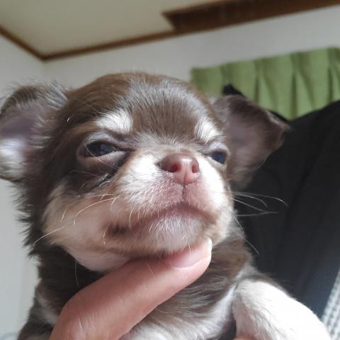 チワワ（ロングコート）