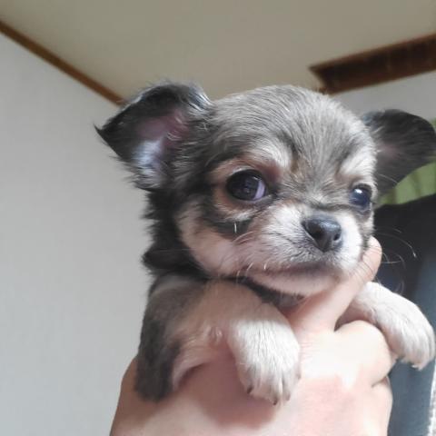 チワワ（ロングコート）