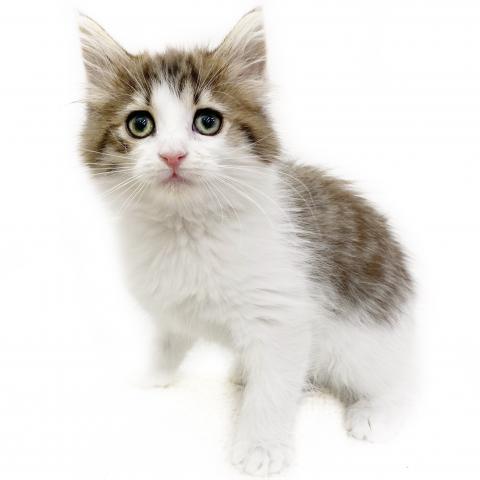ノルウェージャンフォレストキャット