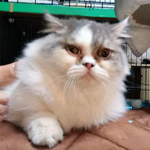 ミヌエット（旧ナポレオン）