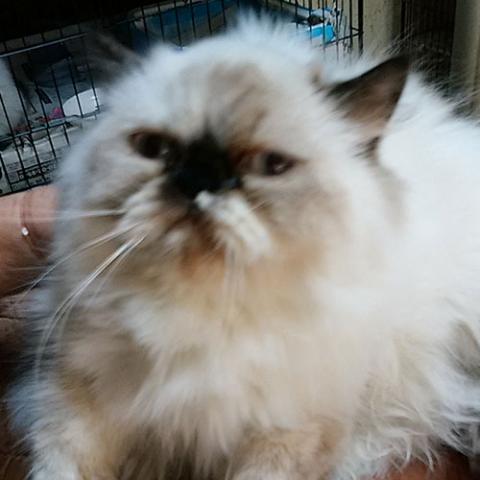 ペルシャ・ヒマラヤン