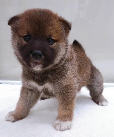 99以上 かねだい 横浜 犬 無料のhd壁紙画像 Hdr 99以上 かねだい 横浜 犬 無料のhd壁紙画像 Hdr