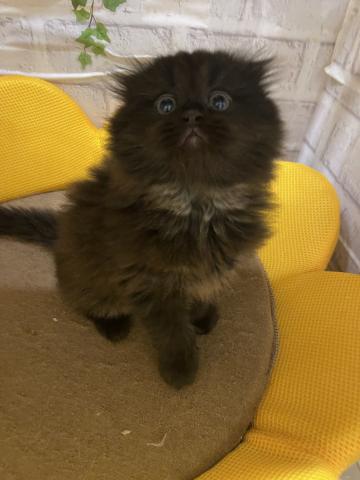 マンチカン長足