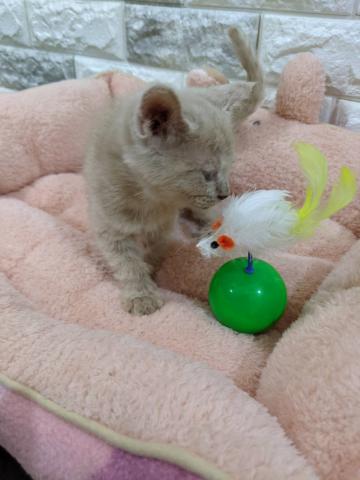 ミヌエット（旧ナポレオン）